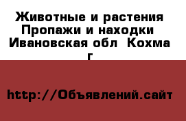 Животные и растения Пропажи и находки. Ивановская обл.,Кохма г.